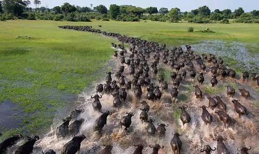 研究表明遷徙動物攜帶更多的寄生蟲