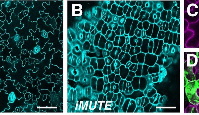 科學(xué)家們報告說氣孔由于一種叫做MUTE的基因而使植物毛孔生命出現(xiàn)