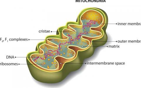 線粒體和DNA維護(hù)的藝術(shù)