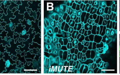 科學(xué)家們報告說氣孔由于一種叫做MUTE的基因而使植物毛孔生命出現(xiàn)