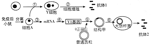 連接到細(xì)胞中的基因電路引發(fā)類似開(kāi)關(guān)的行為輸出