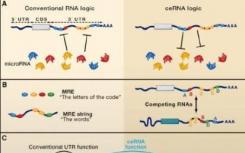 據(jù)報道RNA測序技術(shù)發(fā)展得更快更便宜
