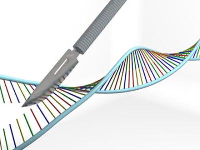 科學(xué)家們使用CRISPR基因編輯工具來設(shè)計(jì)多種編輯工具