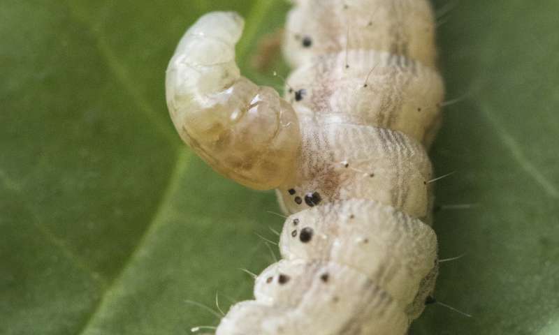 病毒抑制毛蟲和植物的免疫反應