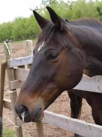 新的活疫苗可預(yù)防馬流感保持動物健康也能保護(hù)人類