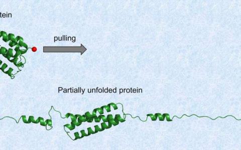 部分機械解折疊可調節(jié)蛋白質功能