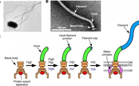 研究揭示了細(xì)菌螺旋槳組件