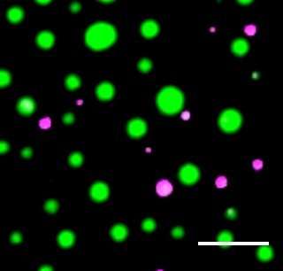 研究發(fā)現(xiàn)了細(xì)胞中液滴組成的機(jī)制