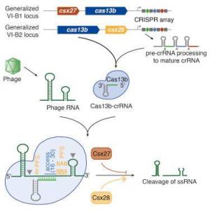 新的生物信息學(xué)工具可識(shí)別CRISPR-Cas系統(tǒng)并對(duì)其進(jìn)行分類