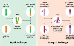 科學(xué)家發(fā)現(xiàn)基因控制基因重組率