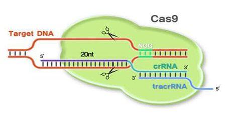 研究人員通過CRISPR-Cas9誘導(dǎo)的DNA瘢痕形成追蹤生物發(fā)育