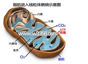 科學(xué)家發(fā)現(xiàn)細(xì)胞含有專門用于構(gòu)建脂肪的線粒體