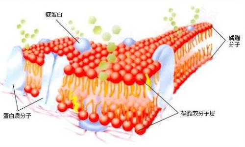 成像技術(shù)揭示了細胞膜中復(fù)雜的蛋白質(zhì)運動