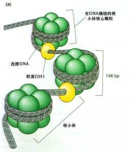 生物鐘如何調節(jié)3-D染色質結構