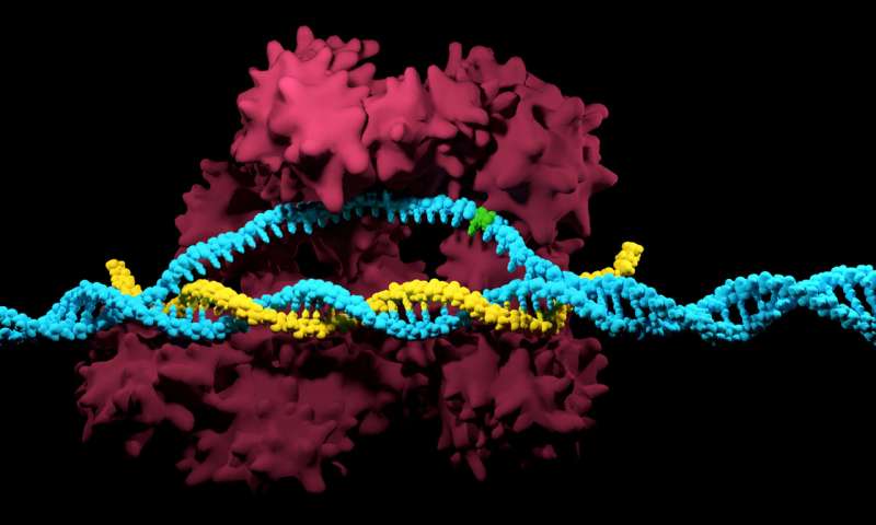 CRISPR / Cas9突變預防系統(tǒng)有助于預防和對抗疾病