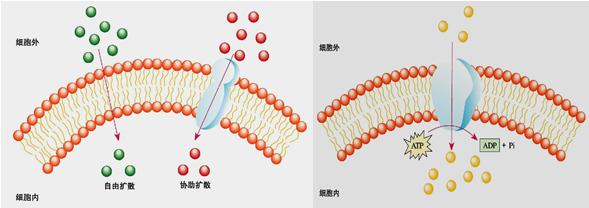 Microscopy trifecta檢查細(xì)胞如何吞噬營(yíng)養(yǎng)物質(zhì)，病毒