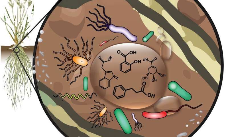 研究人員證明了植物與土壤微生物之間的復(fù)雜聯(lián)系