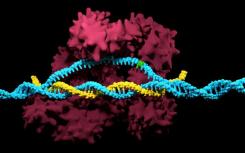 CRISPR / Cas9突變預(yù)防系統(tǒng)有助于預(yù)防和對抗疾病