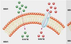 Microscopy trifecta檢查細(xì)胞如何吞噬營養(yǎng)物質(zhì)，病毒