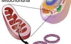 線粒體突變之謎解決：隨機(jī)排序有助于擺脫啞彈