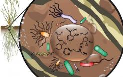 研究人員證明了植物與土壤微生物之間的復(fù)雜聯(lián)系