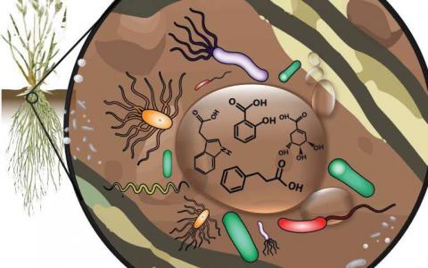 研究人員證明了植物與土壤微生物之間的復(fù)雜聯(lián)系