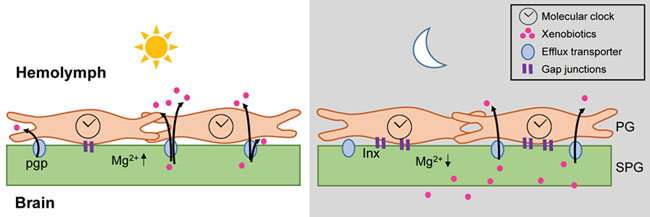 果蠅的血腦屏障中新發(fā)現(xiàn)的時(shí)鐘調(diào)節(jié)每日滲透性