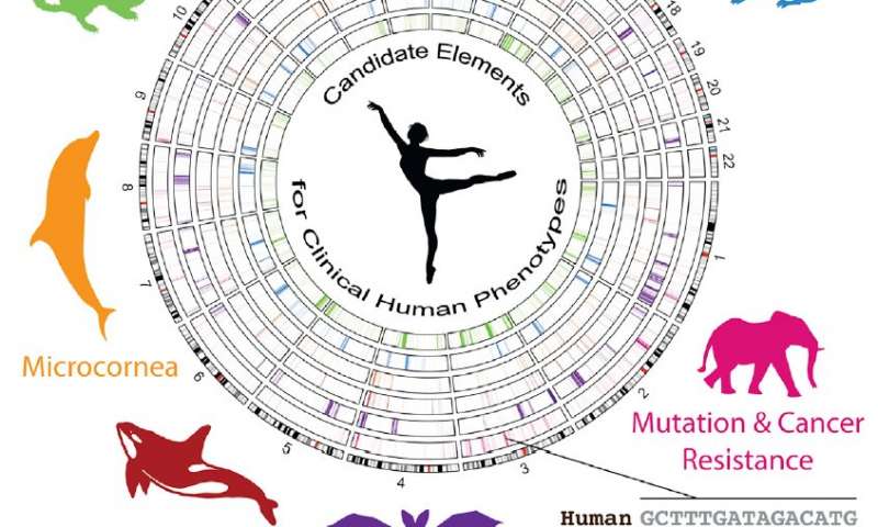 繪制基因組叢林獨特的動物特征可以提供人類疾病的洞察力