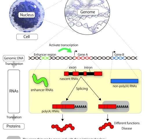 研究人員成功測(cè)序了單個(gè)細(xì)胞的總RNA