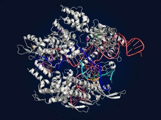 發(fā)展出更多功能的CRISPR-Cas9