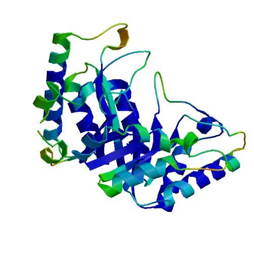 研究表明蛋白質(zhì)功能的進(jìn)化變化尊重生物物理學(xué)原理