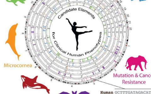 繪制基因組叢林獨特的動物特征可以提供人類疾病的洞察力