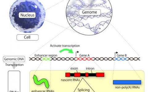 研究人員成功測序了單個(gè)細(xì)胞的總RNA