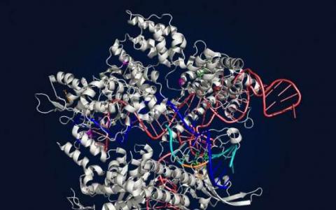 發(fā)展出更多功能的CRISPR-Cas9