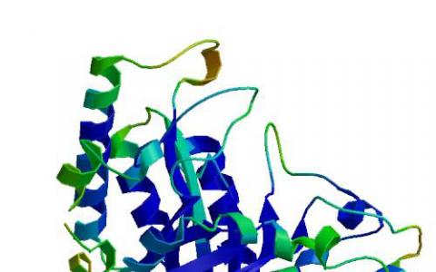 研究表明蛋白質(zhì)功能的進化變化尊重生物物理學原理