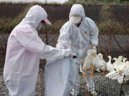 中國確認(rèn)首例人類H7N4禽流感病例