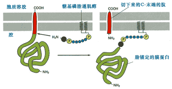 應激誘導的遺傳信息變化發(fā)現了關于神秘蛋白功能的新細節(jié)