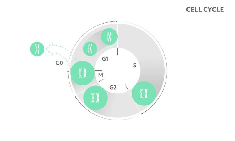 科學(xué)家開(kāi)發(fā)了一種“第三只眼”來(lái)檢查干細(xì)胞