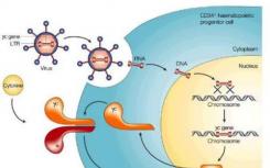 科學(xué)家改善基因治療中的DNA轉(zhuǎn)移