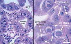 基于CRISPR的技術(shù)可以檢測病毒DNA