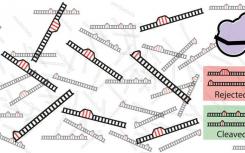 數(shù)學(xué)解釋了為什么Crispr-Cas9有時(shí)會切斷錯(cuò)誤的DNA