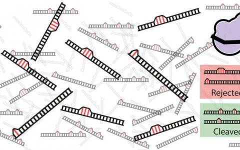 數(shù)學(xué)解釋了為什么Crispr-Cas9有時(shí)會(huì)切斷錯(cuò)誤的DNA