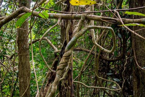 解開新熱帶藤本植物屬的復(fù)雜分類學(xué)史