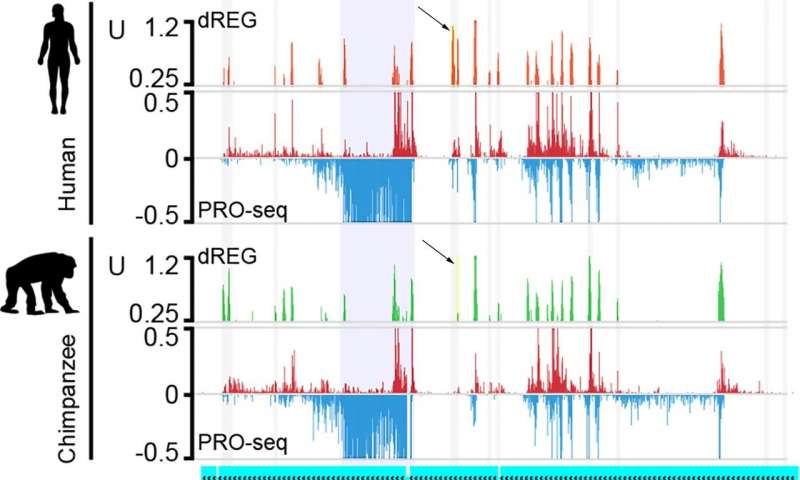 不斷發(fā)展的基因調(diào)控因子解釋了我們與其他靈長類動物的一些差異