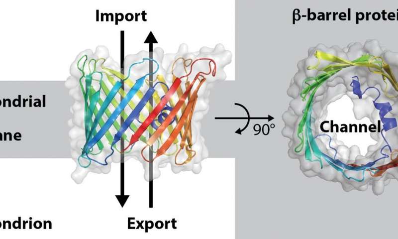 科學(xué)家們闡明了將蛋白質(zhì)分子插入線粒體外層的機(jī)制