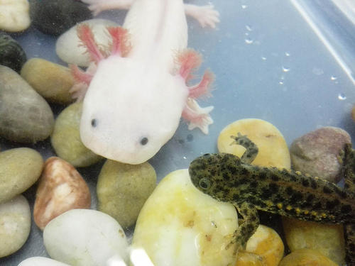 解碼Axolotl基因組