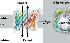 科學(xué)家們闡明了將蛋白質(zhì)分子插入線粒體外層的機(jī)制