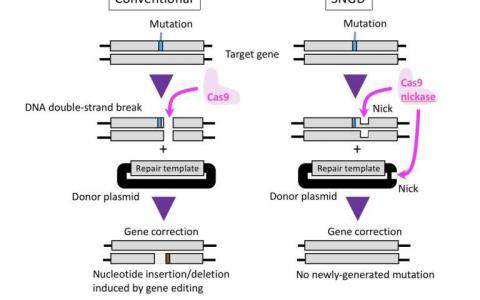 新的基因組編輯方法“削減”不需要的基因突變
