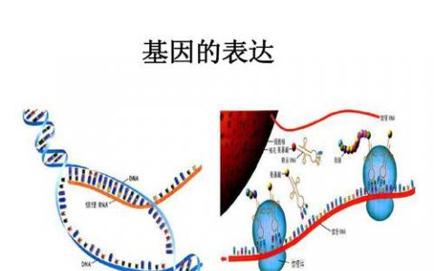 新的計算生物學(xué)模型準(zhǔn)確地描述了基因表達的動態(tài)