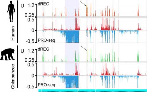 不斷發(fā)展的基因調(diào)控因子解釋了我們與其他靈長(zhǎng)類動(dòng)物的一些差異
